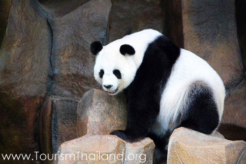 Trip to Chiang Mai Zoo